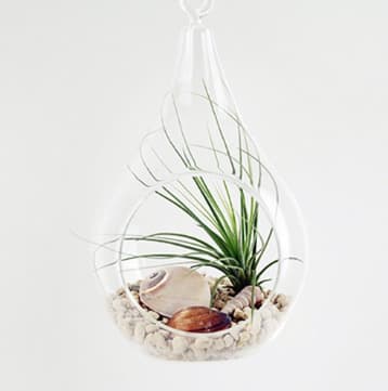Air Plants Tillandsia DIY Terrarium Kit _ Desert Juncifolia _ by Joinflower Joinfolia